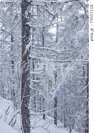 高原の雪景色 高原の雪景色 75055118