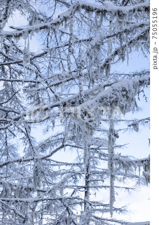 高原の雪景色 75055196