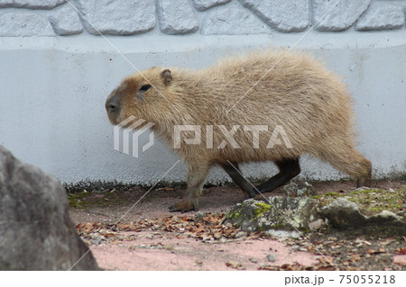 カピバラ 75055218