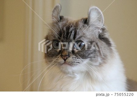 ハムスターみたいな耳のねこ ハムスターみたいな耳のねこ 75055220