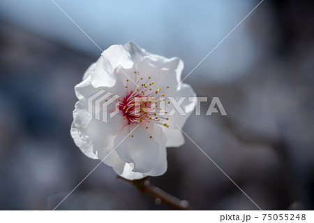 太陽の光を受けて輝く一輪の梅の花の写真素材