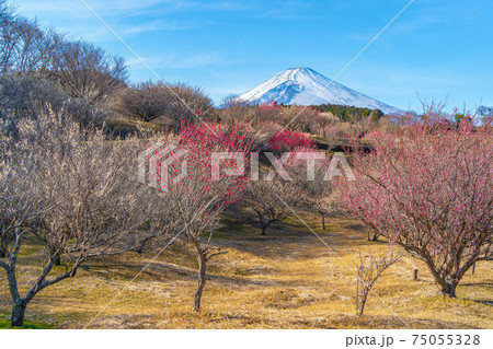 富士山と梅林　（裾野市　梅の里） 75055328