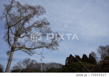コブシ ～根岸森林公園～ 75055527