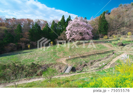 一本桜 - 秋山の駒桜 (2020年) 一本桜 - 秋山の駒桜 (2020年) 75055576
