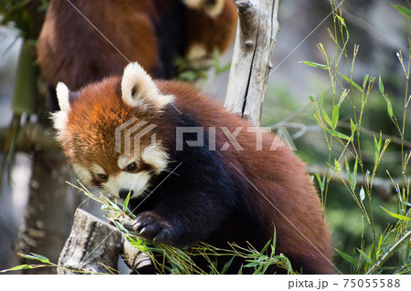 木の上のレッサーパンダ 75055588