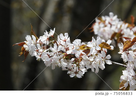 エゾヤマザクラ オオヤマザクラ ベニヤマザクラ 北海道の桜 エゾヤマザクラ オオヤマザクラ ベニヤマザクラ 北海道の桜 75056833