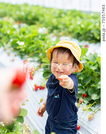 苺狩り 幼児 いちご狩り 苺狩り 幼児 いちご狩り 75057463