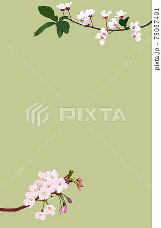 リアルな2種類の桜の花と枝 葉 スマホ用 スマホヘッダー 花見 縦長のイラスト素材