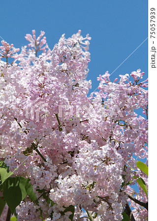 ライラック リラ ムラサキハシドイ 札幌市の木 ライラック リラ ムラサキハシドイ 札幌市の木 75057939