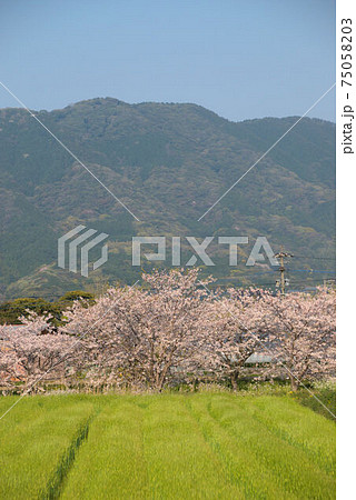桜と麦畑　糸島の風景 75058203
