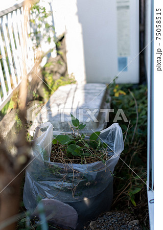 裏庭の片付け 75058515