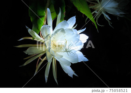 花 フラワー お花 75058521