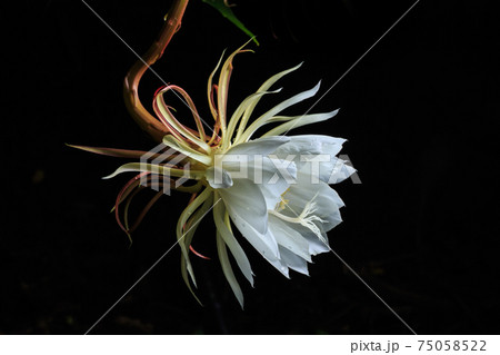 花 フラワー お花 75058522