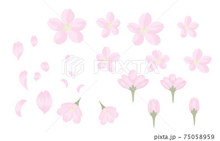 桜 花びら つぼみ 開花 イラストのイラスト素材