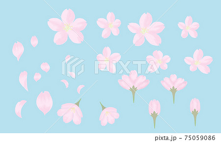 桜 花びら つぼみ 開花 イラストのイラスト素材