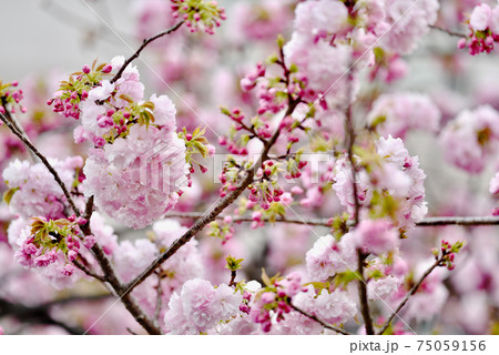 ピンクの桜　造幣局桜の通り抜け 75059156