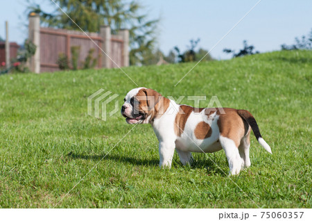 Funny white red spotted American Bulldog puppy is on nature Funny white red spotted American Bulldog puppy is on nature 75060357