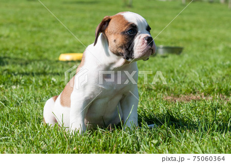 Funny white red spotted American Bulldog puppy is on nature 75060364