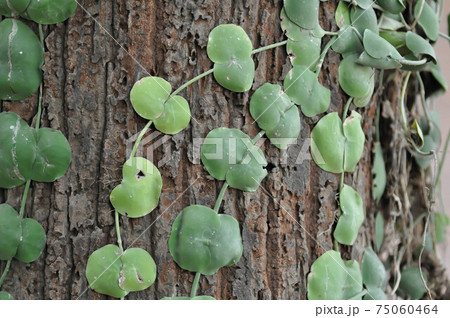 Dischidia imbricata Blume, Conchophyllum imbricatum Blume 75060464