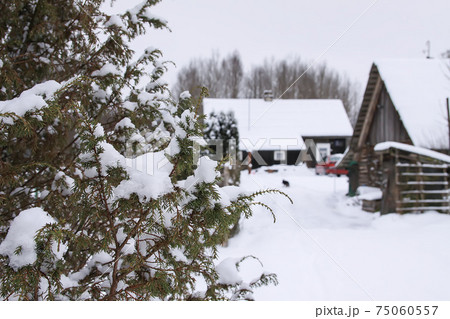 Winter village landscape with wooden house, spruce trees and snow. 75060557