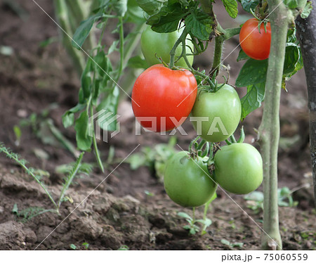 Unripe tomatoes in the greenhouse Unripe tomatoes in the greenhouse 75060559