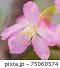 花 フラワー お花 75060574