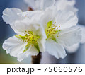 花 フラワー お花 75060576