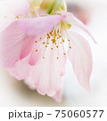 花 フラワー お花 75060577