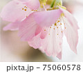 花 フラワー お花 75060578