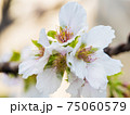 桜 さくら サクラ 75060579