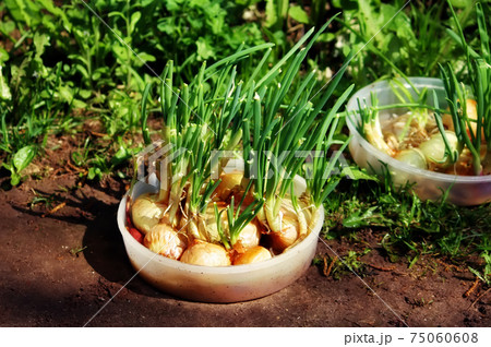 Green onions growing in the palte Green onions growing in the palte 75060608