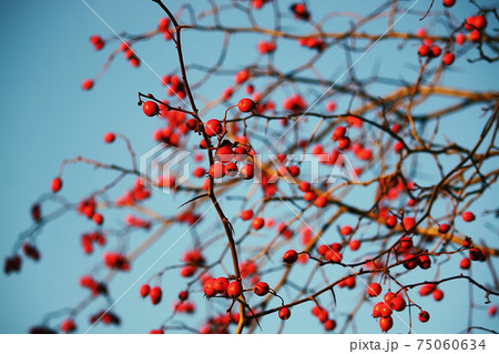 Thorn twigs with berries Thorn twigs with berries 75060634