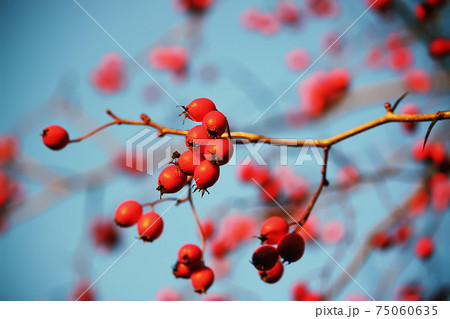 Thorn twigs with berries Thorn twigs with berries 75060635