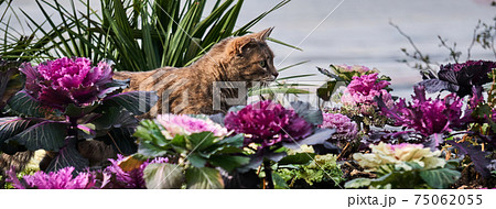 cat hunts in the garden among the ornamental cabbage cat hunts in the garden among the ornamental cabbage 75062055