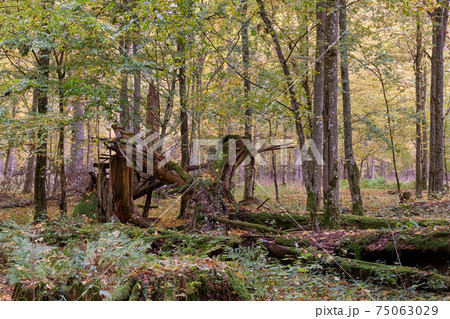 Broken old Norwegian spruce in autumn Broken old Norwegian spruce in autumn 75063029