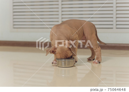 Mystified blue American Bully puppy curiously walking forward with its mouth. Mystified blue American Bully puppy curiously walking forward with its mouth. 75064648