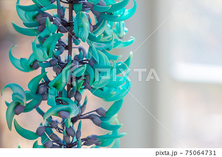 ヒスイカズラ (温室 Jade Vine) ヒスイカズラ (温室 Jade Vine) 75064731