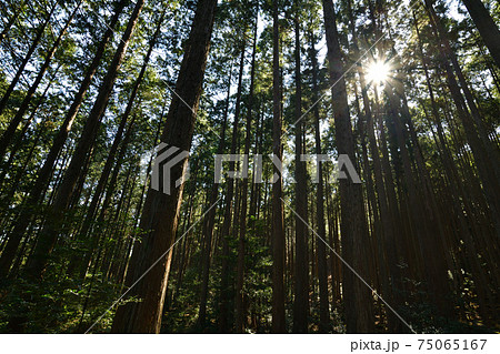 熊野古道より 熊野古道より 75065167
