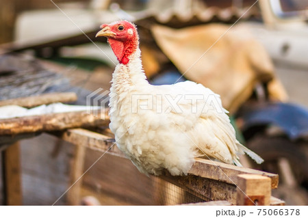turkeys in the yard 75066378