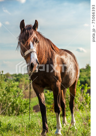 Beautiful red horse on a summer field 75066393