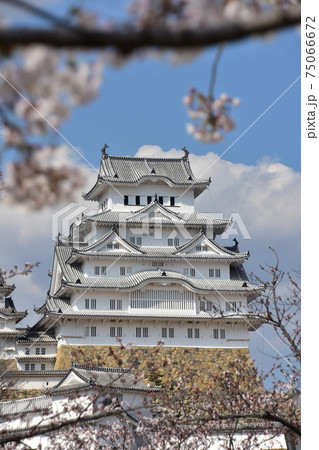 日本の兵庫県の姫路市　世界遺産で国宝でもある姫路城　春の桜と立派な天守閣 75066672