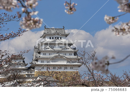 日本の兵庫県の姫路市　世界遺産で国宝でもある姫路城　春の桜と立派な天守閣 75066683