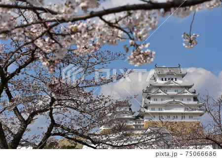日本の兵庫県の姫路市 世界遺産で国宝でもある姫路城 春の桜と立派な天守閣 日本の兵庫県の姫路市 世界遺産で国宝でもある姫路城 春の桜と立派な天守閣 75066686