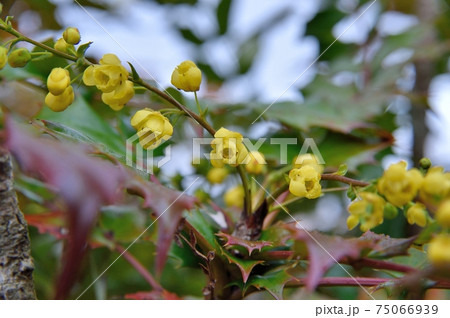 ヒイラギナンテンの花 ヒイラギナンテンの花 75066939