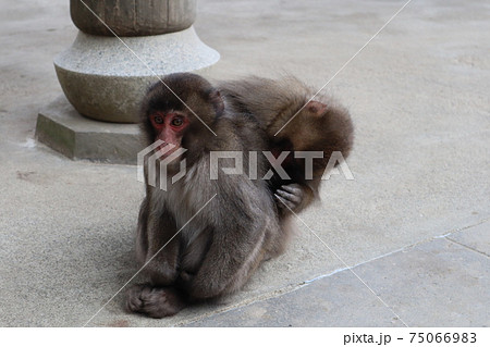 子猿_高崎山 子猿_高崎山 75066983