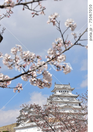 日本の兵庫県の姫路市　世界遺産で国宝でもある姫路城　春の桜と立派な天守閣 75067050