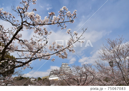 日本の兵庫県の姫路市 世界遺産で国宝でもある姫路城 春の桜と立派な天守閣 日本の兵庫県の姫路市 世界遺産で国宝でもある姫路城 春の桜と立派な天守閣 75067083