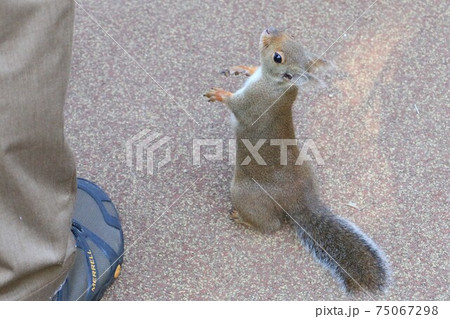 おねだり上手な井之頭自然文化園のニホンリス 75067298