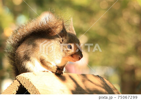 日向ぼっこする井之頭自然文化園のニホンリス 日向ぼっこする井之頭自然文化園のニホンリス 75067299