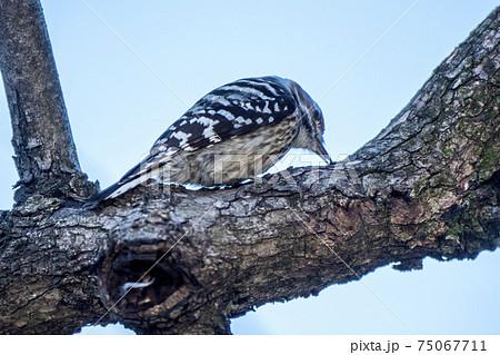 オシャレなゼブラ模様のコートを着た日本キツツキ「コゲラ」 オシャレなゼブラ模様のコートを着た日本キツツキ「コゲラ」 75067711